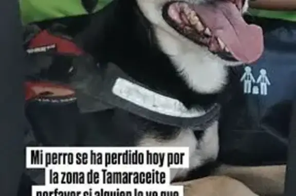 Perros perdidos, , foto: ¡Ayúdanos a encontrar a Bigote en Tamaraceite!