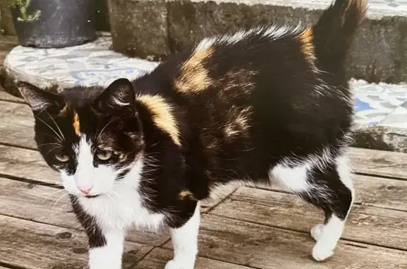 Chatte perdue Mitsi, petite et câline - photo