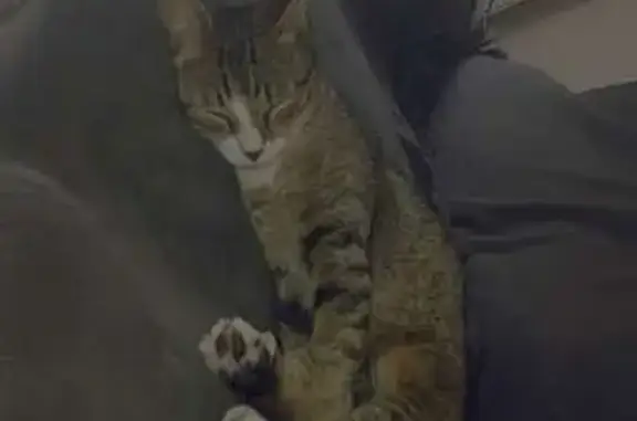 Animaux perdus , photo: Chatte tigrée perdue à Petite-Rosselle