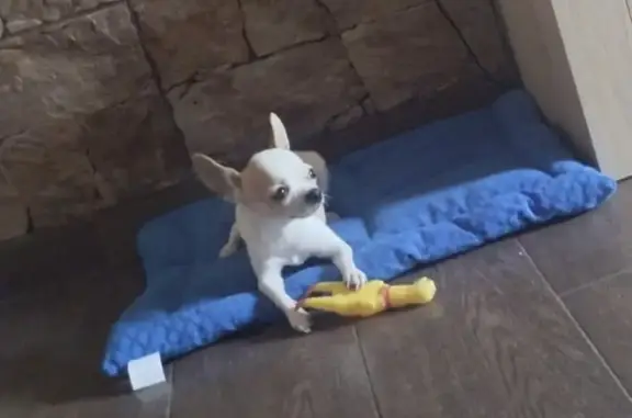 Perro Perdido: Bety, Blanca y Marrón, Alhaurín