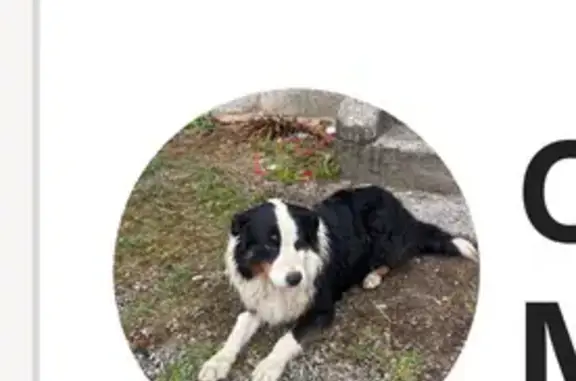 Chien trouvé , photo: Berger australien trouvé, Route d'Ars