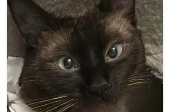 Siamés Gris Perdido en Eivissa: Ayuda