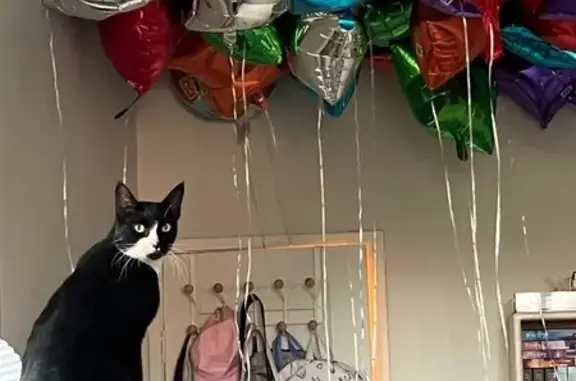 Lost and found pets Sherwood, photo: Lost Tuxedo Cat: Sherwood, SW Pacific Hwy