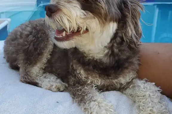Lost Tan & Brown Schnoodle in Dacula