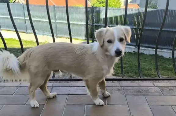 Chien perdu à Châlons : Aidez-nous ! - photo