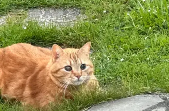 Chatte rousse 11 ans perdue à Aubigny - photo