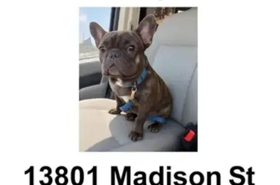 Lost Brindle French Bulldog in Miami