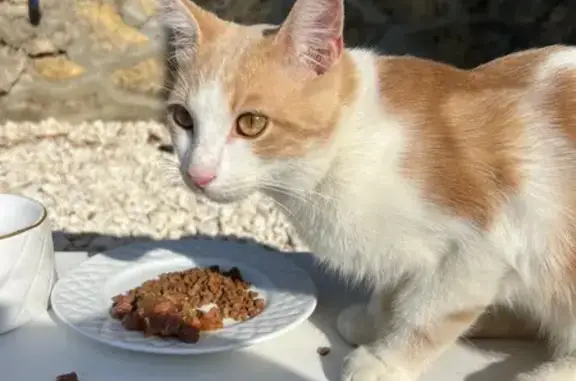 Chat mâle roux-blanc trouvé à Coulommiers - photo
