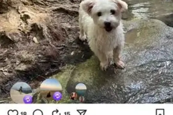 Perro Blanco Perdido en Guadalcacín