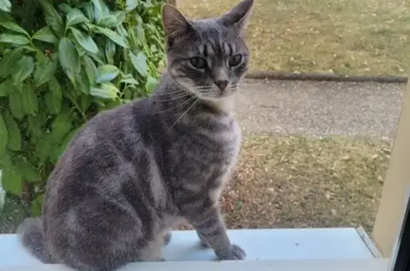 Animaux trouvés Dijon, photo: Chat castré trouvé à Dijon, rue Marpaux