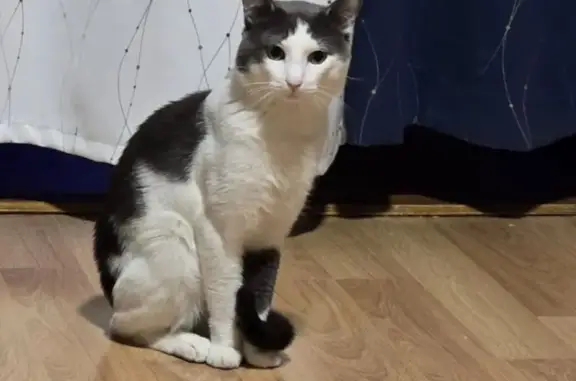 Lost Cat: Hair Loss Above Eyes