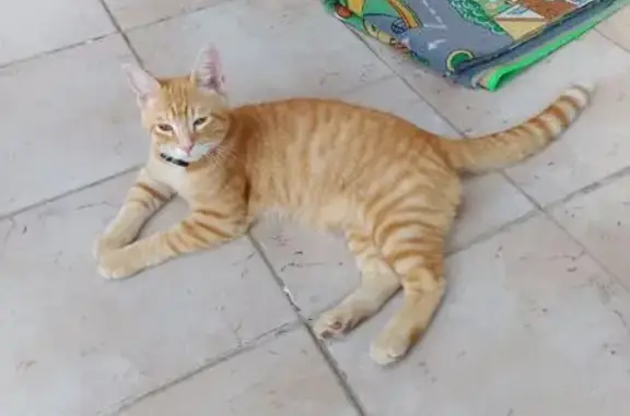 Jeune chat roux trouvé avec AirTag à Bréhan - photo