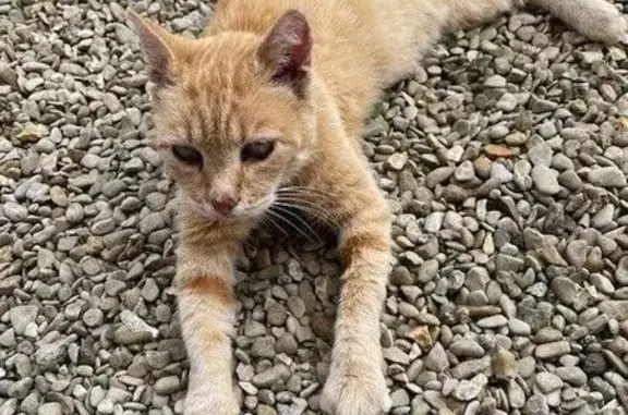 Animaux trouvés , photo: Chatte trouvée à Fontenay-sur-Eure
