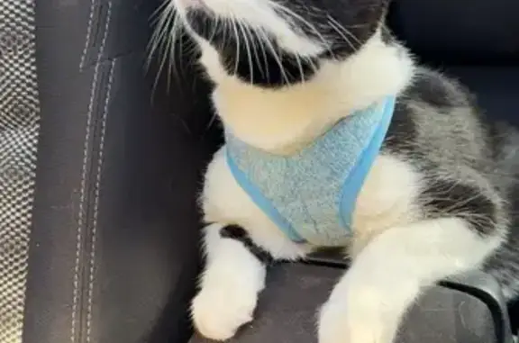 Lost Tuxedo Cat: Notre Dame Drive Area