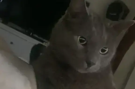 Chat perdu : Sergio, grand et sociable - photo