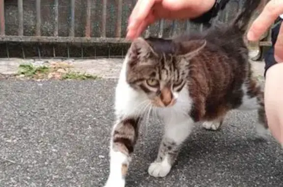 Chat trouvé La Norville, photo: Chatte trouvée sous voiture à La Norville