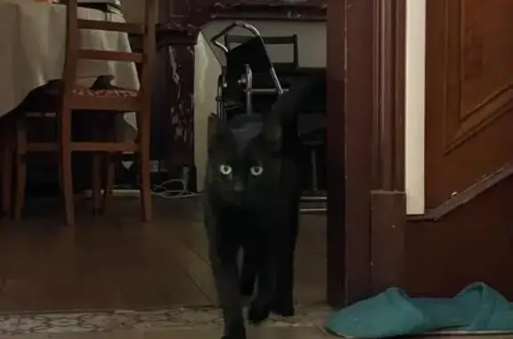 Chat trouvé , photo: Chatte noire trouvée, cicatrice oreille, Flagnac
