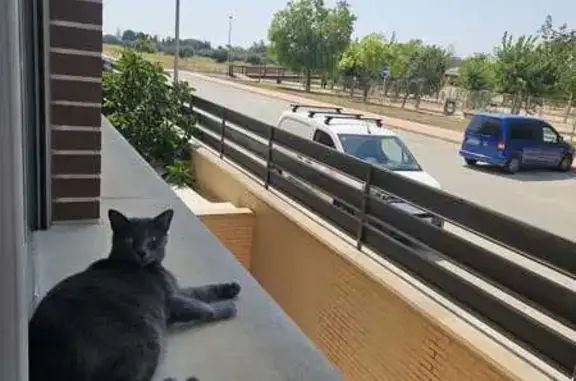 Gata Gris Perdida en San Javier: Ayuda