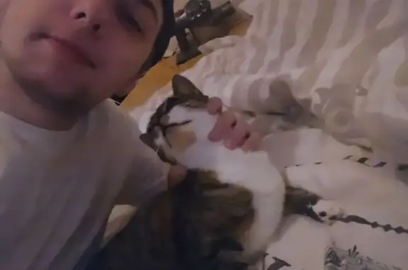 Chat perdu : Rico, très câlin, à Vitré - photo