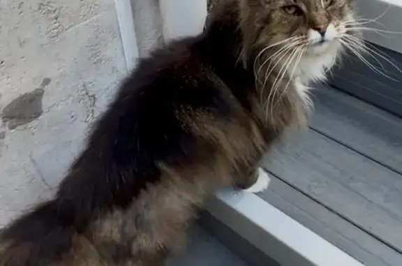 Chatte norvégienne perdue à Domène - photo