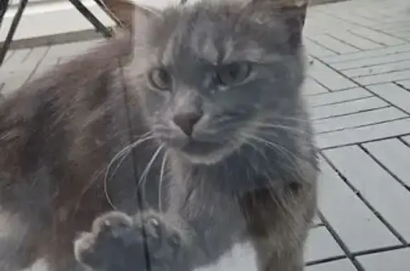 Chat gris maigre trouvé à Mouvaux - photo