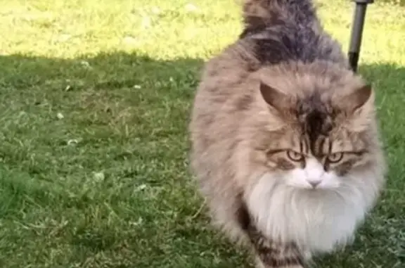 Chatte angora perdue à Pornic - photo