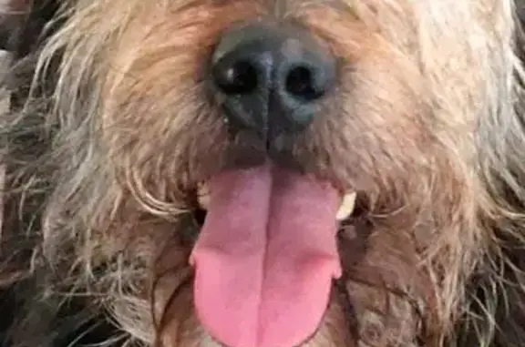 Animaux trouvés Palaja, photo: Chien Griffon 11 ans trouvé à Palaja