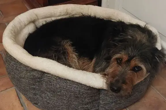 Chien perdu Palaja, photo : Chien Griffon perdu rue Carignan, Palaja
