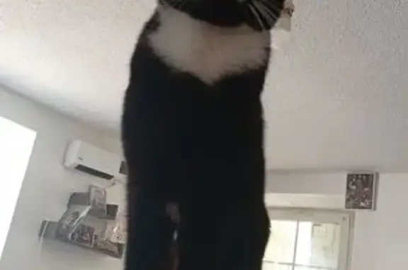 Chatte noire et blanche perdue à Blâmont - photo