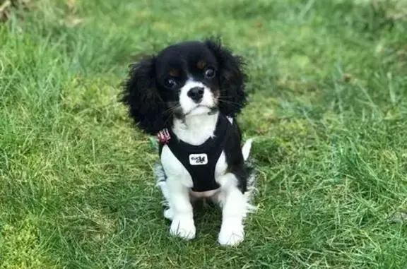 Chien perdu Bénodet, photo : Chien perdu Cavalier King Charles à Bénodet