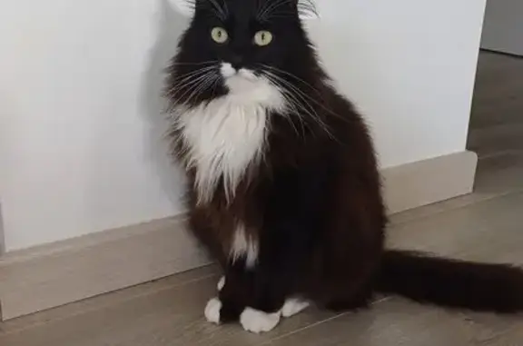 Animaux perdus Lannilis, photo: Chat noir et blanc perdu à Lannilis
