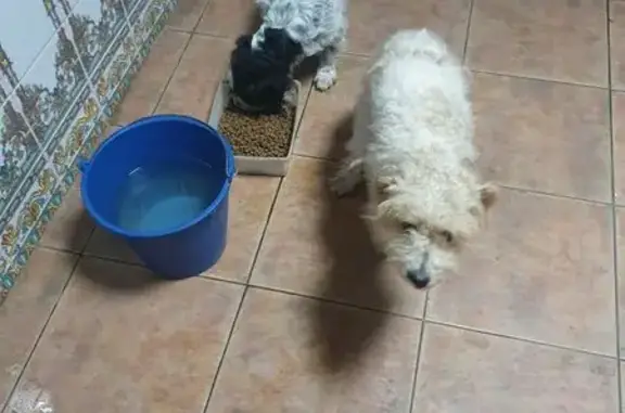 Dos perras halladas en El Burrueco, CLM - photo