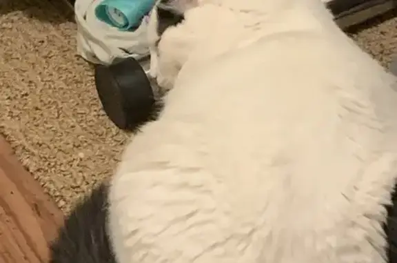 Lost Cat: White with Black Spots, Toronto