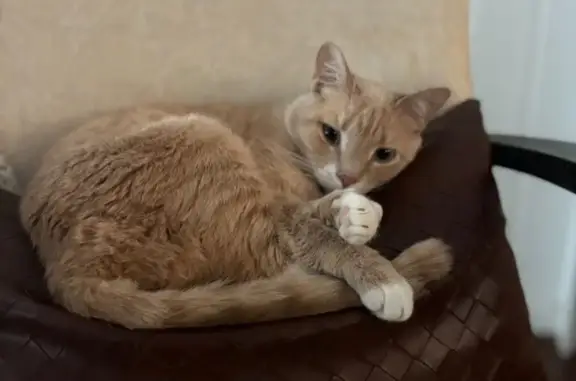 Lost Petite Cat: Light Orange & White