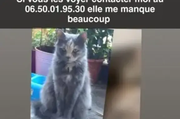 Chat perdu, Capdenac-Gare, photo: Chat perdue, peureuse à Capdenac-Gare