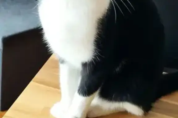 Chat perdu, Joué-lès-Tours, photo: Chatte perdue, 2 ans, rue de Chantepie