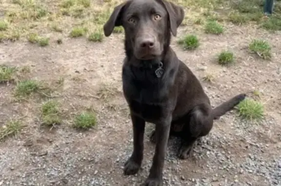 Chien perdu , photo : Chien perdu craintif à Agde, harnais bleu