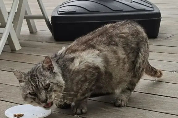 Chatte Européenne trouvée, patte déformée - photo