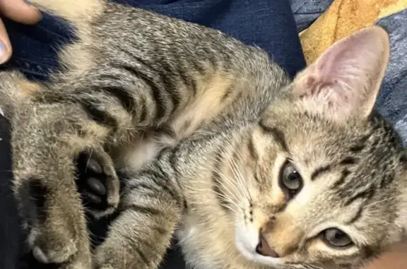Gatita Atigrada Perdida en Barcelona