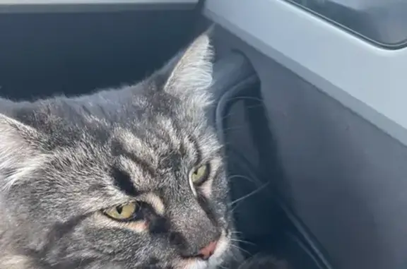 Chatte perdue à Courçais, très craintive - photo