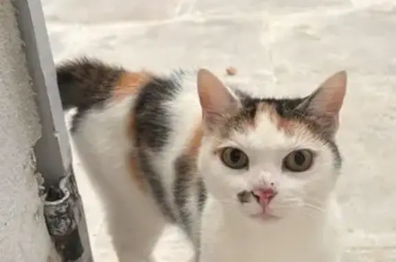 Animaux trouvés , photo: Chatte câline trouvée à Sanilhac