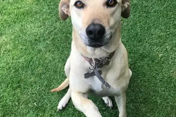 Animales perdidos , foto: Perro Mestizo Beige Perdido en CDMX