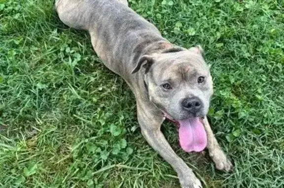 Lost and found pets Columbus, photo: Sweet Pit Mix Found: Franklin Park S.
