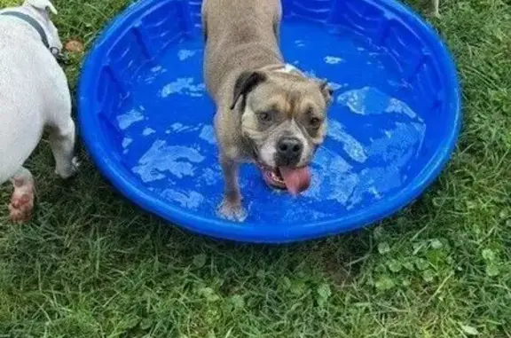 Found: Light Brown Dog in Fran...