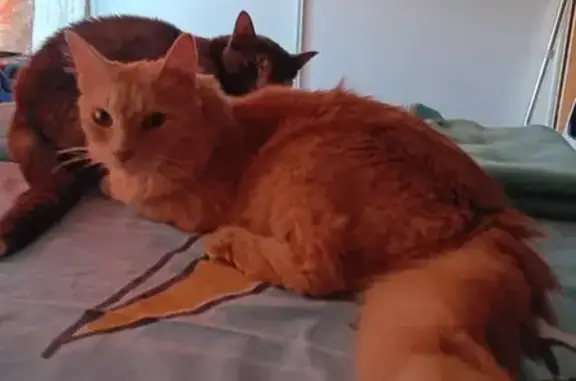 Animaux perdus Bourges, photo: Chat roux perdu, craintif, Bourges