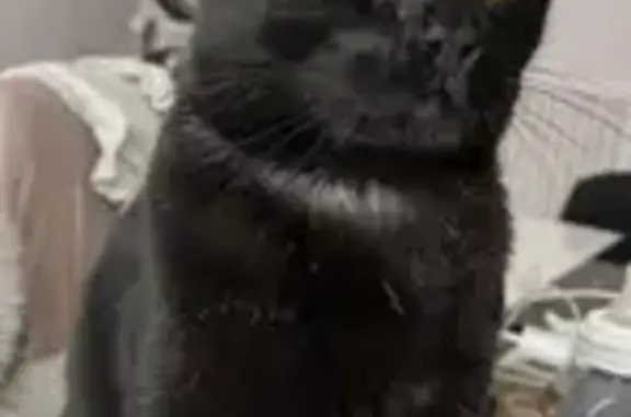 Chat perdu avec collier gris à Niort - photo