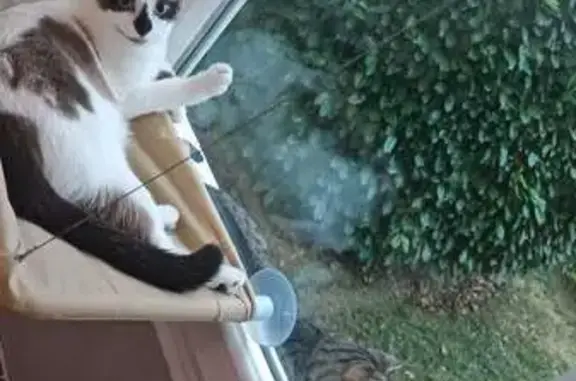 Chat perdu Allée des Jeux, Oullins - photo