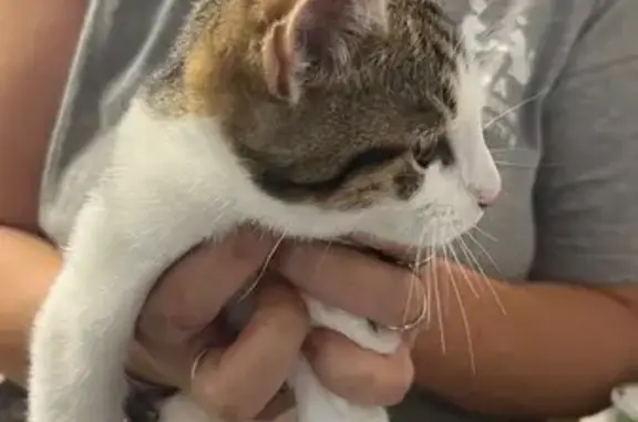 Animaux trouvés , photo: Chaton tigré trouvé à Francilly-Selency