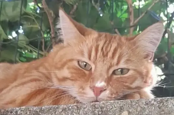 Chat perdu, Saint-Quentin, photo: Chat perdu: Garfield, roux tigré, 8 ans
