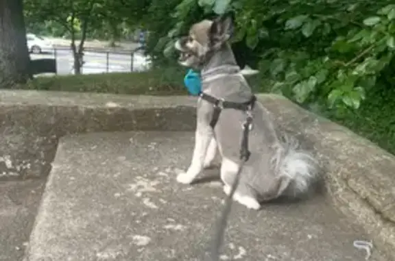 Lost Dog: Black & Beige, Blue Bow Tie